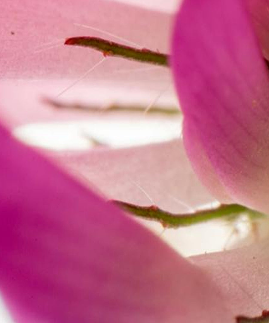 Red Clover Extract