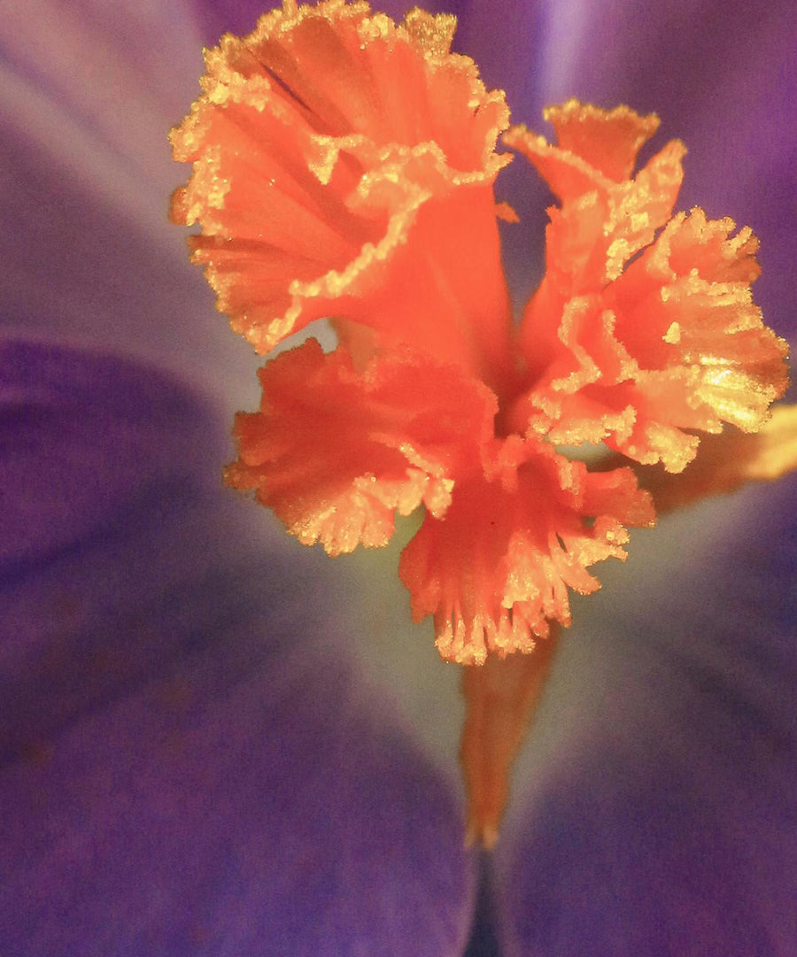 Saffron Extract